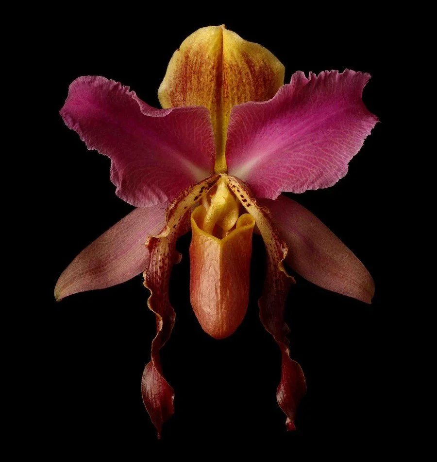 Vonflora Superflower 54.jpg