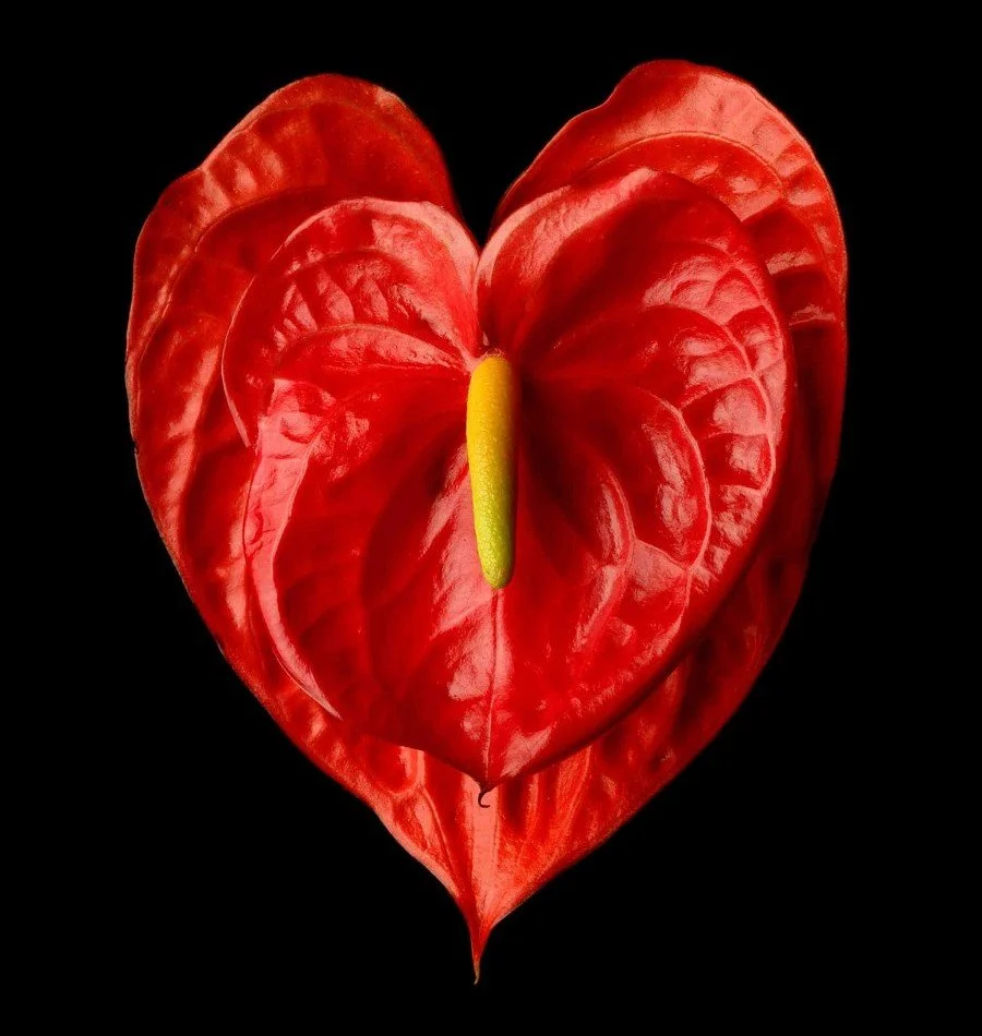 Vonflora Superflower 50.jpg