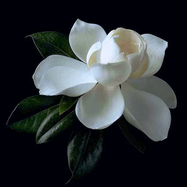 White flower with dark green leaves against a black background.