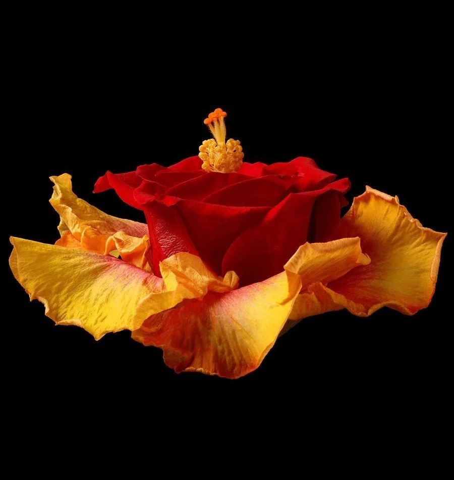 Vonflora Superflower 02.jpg