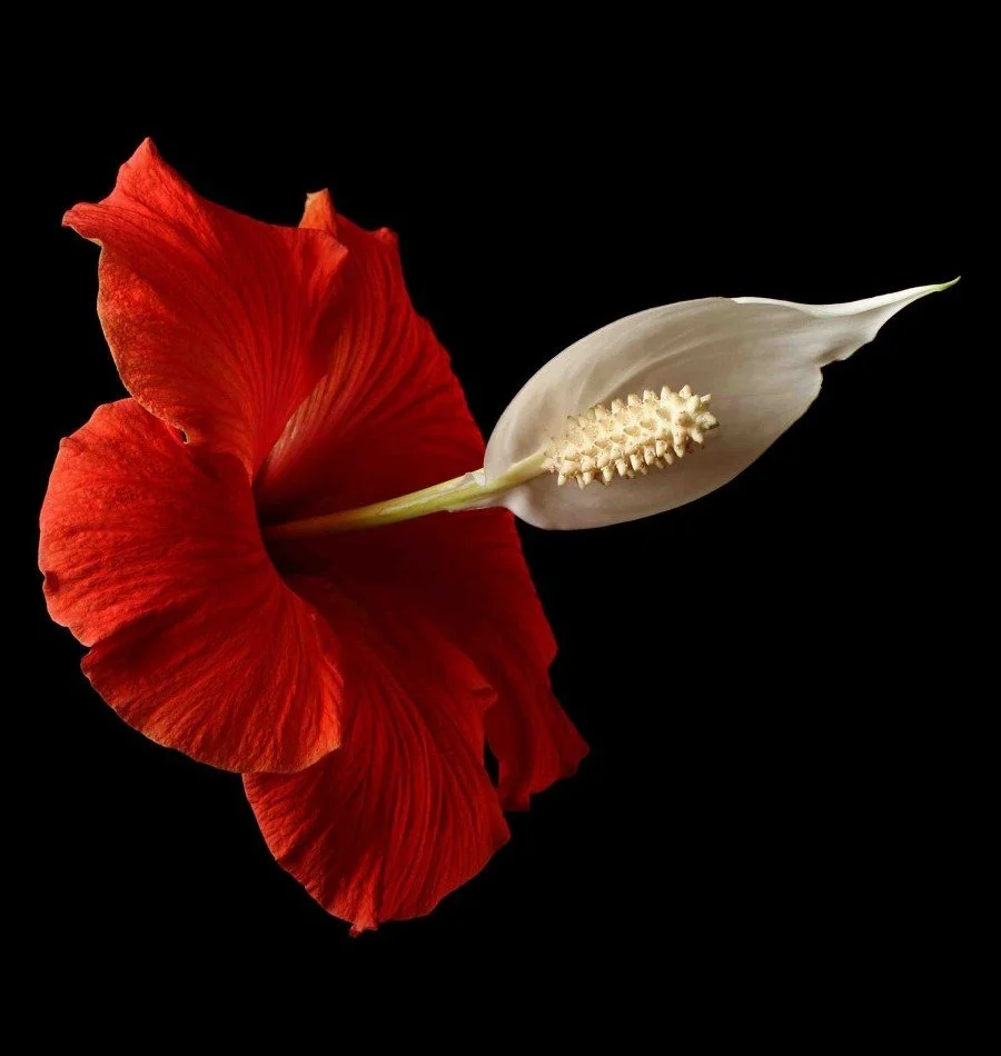 Vonflora Superflower 08.jpg