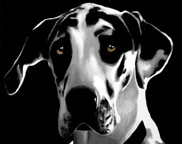 dog2harlequingreatdane.jpg