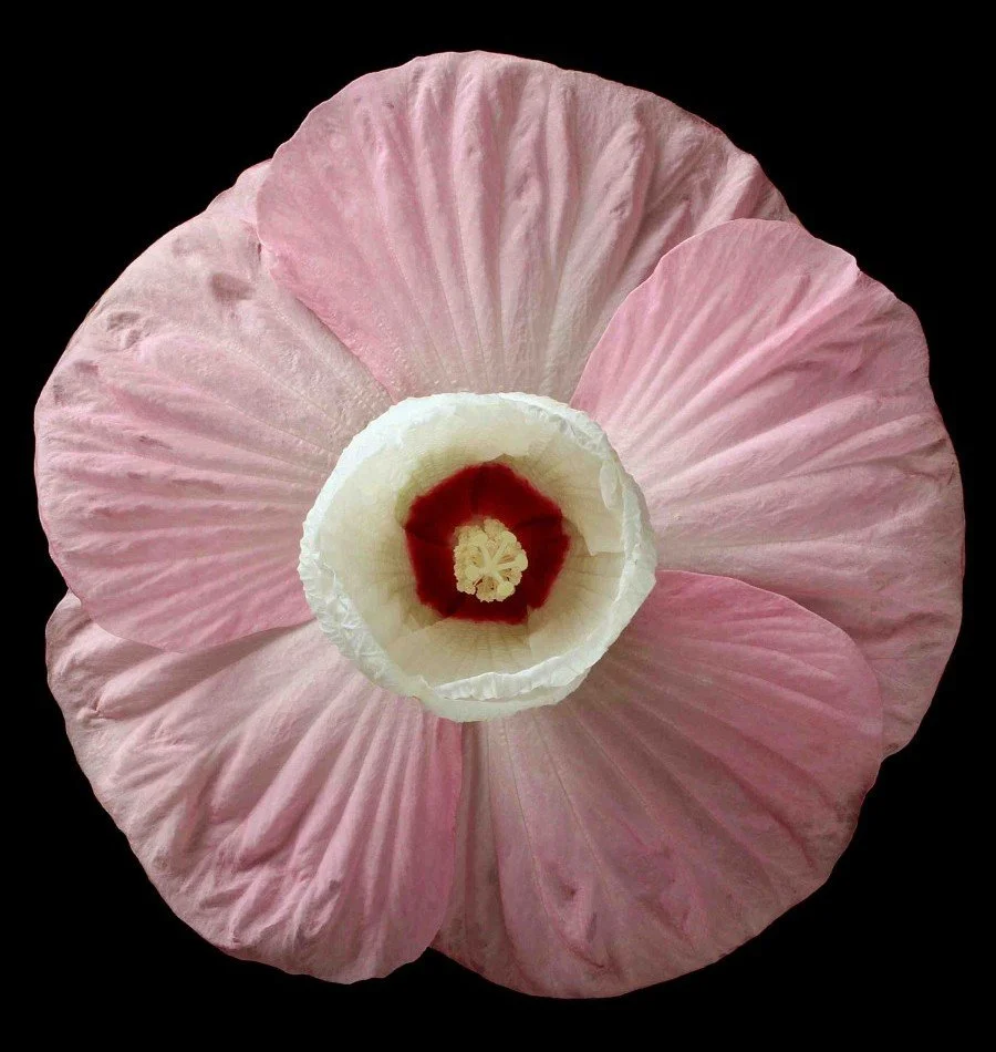 Vonflora Superflower 21.jpg