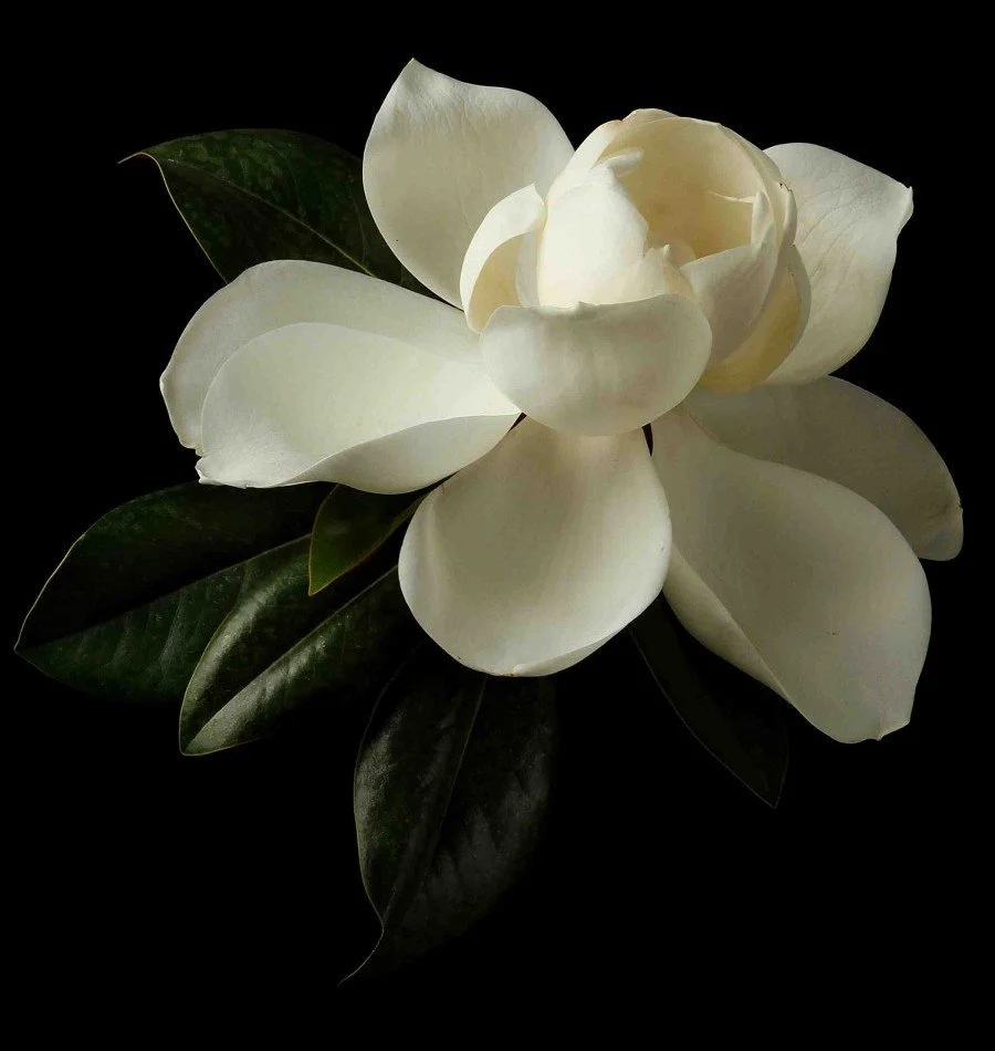 Vonflora Superflower 05.jpg