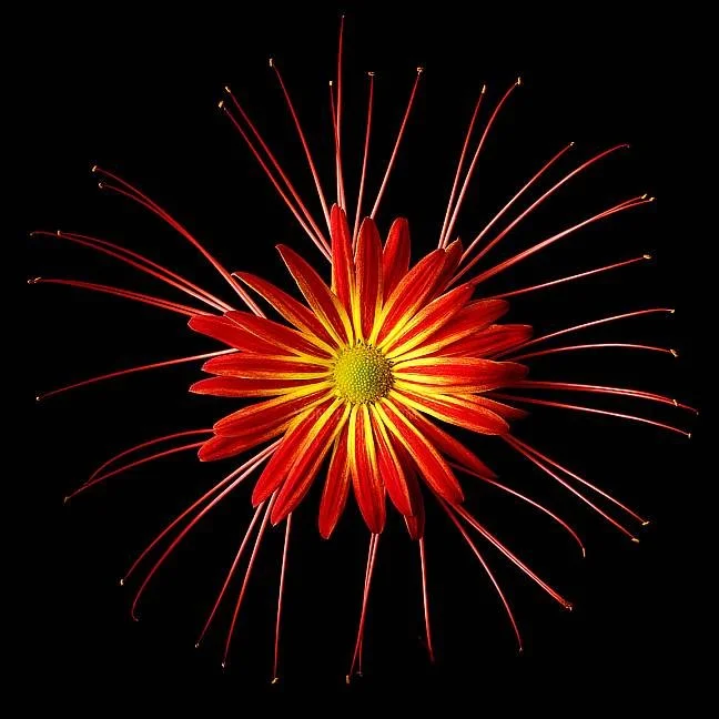 A vibrant red and yellow flower with fireworks-like streaks emanating from it against a black background.