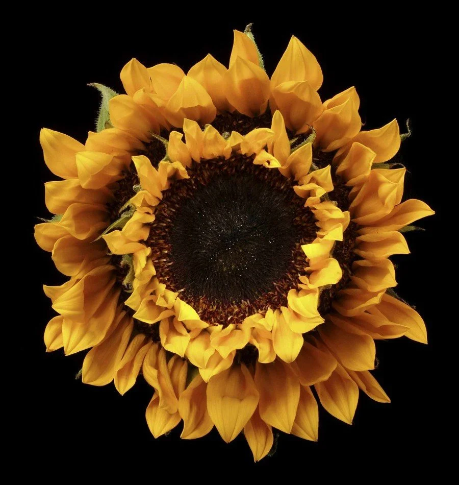 Vonflora Superflower 01.jpg