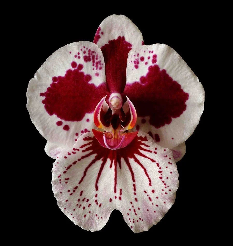 Vonflora Superflower 41.jpg