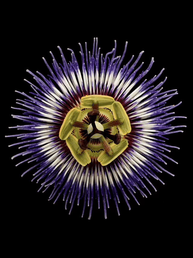 Close-up of a passion flower with purple, white, and dark purple filaments surrounding a yellow-green crab spider at the center against a black background.