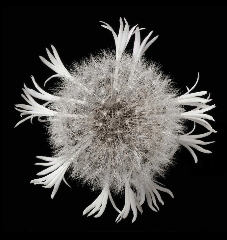 Vonflora Superflower 27.jpg