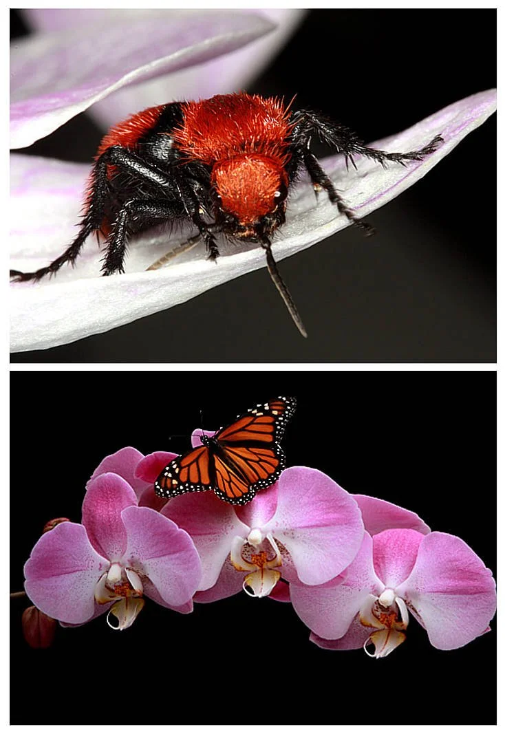Close-up of a red and black bee or insect on a white flower petal in the top half. A monarch butterfly resting on pink orchid flowers with a dark background in the bottom half.
