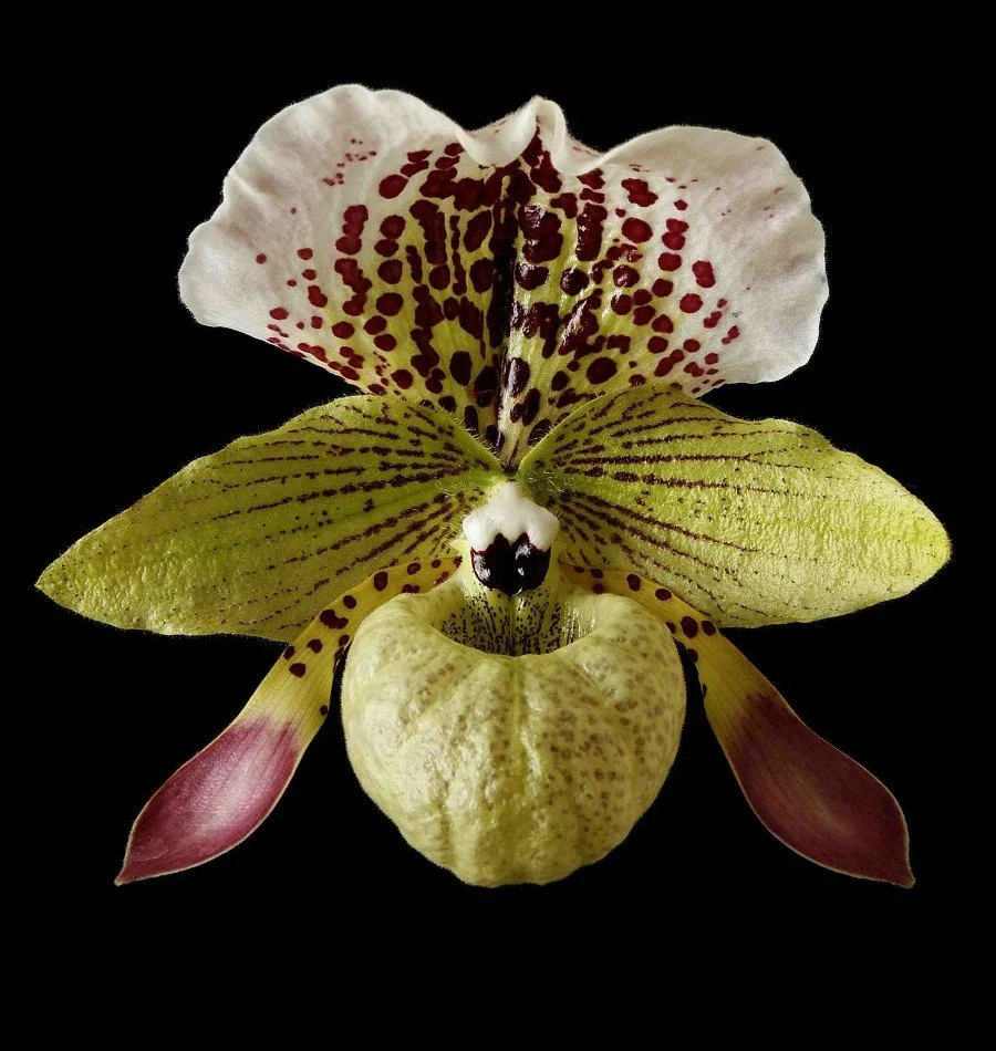 Vonflora Superflower 39.jpg