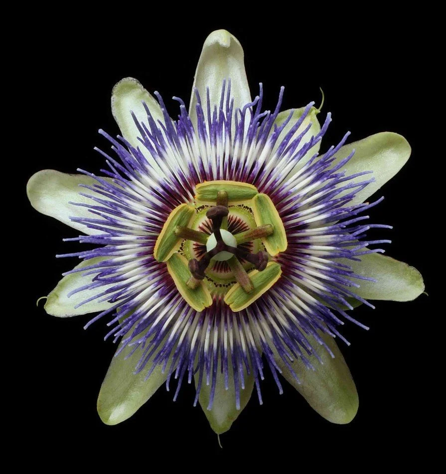 Vonflora Superflower 03.jpg