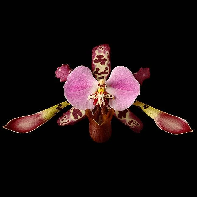 Close-up of a pink and brown orchid flower with a black background.