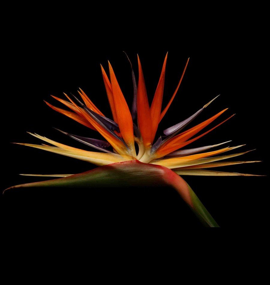 Vonflora Superflower 36.jpg