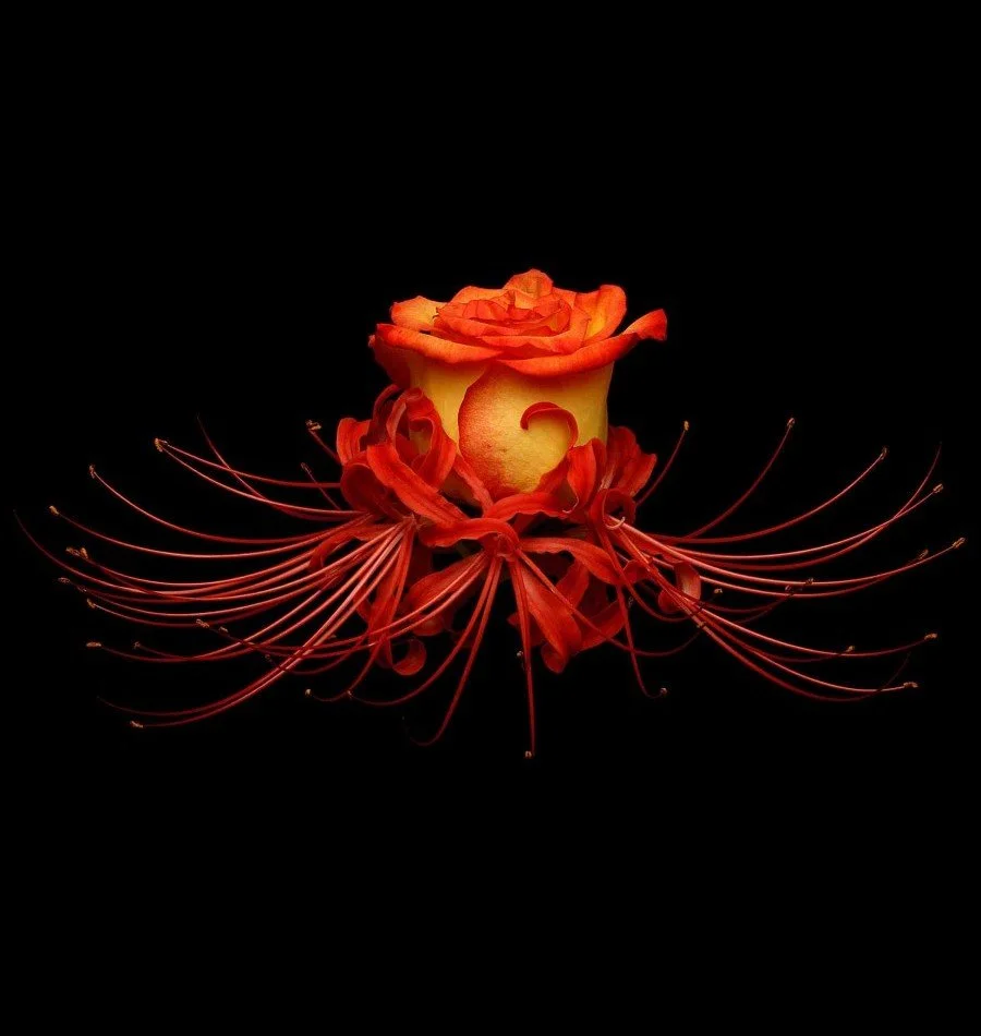 Vonflora Superflower 35.jpg