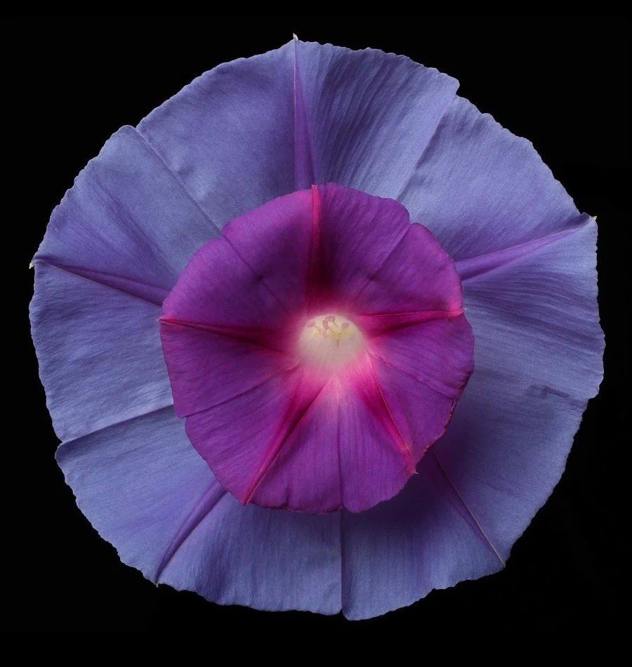 Vonflora Superflower 40.jpg