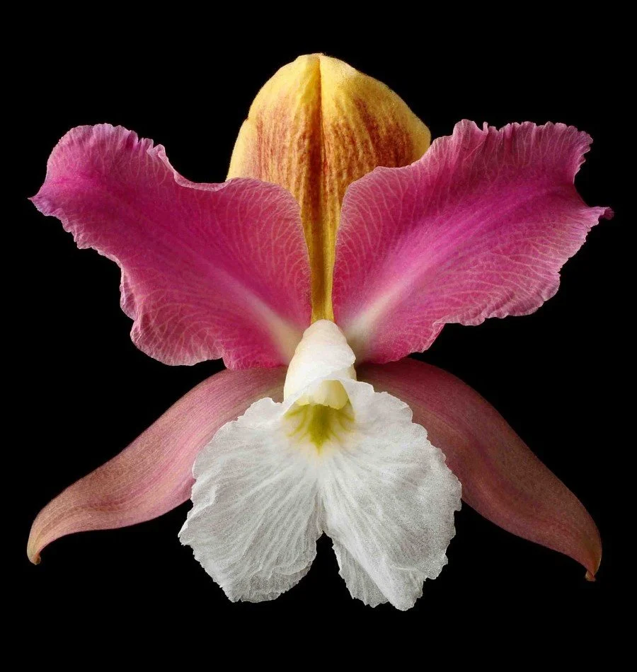 Vonflora Superflower 43.jpg