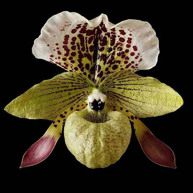 Close-up of a unique orchid with cream, yellow, and pink petals, and maroon spots against a black background.