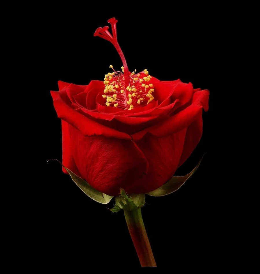 Vonflora Superflower 14.jpg