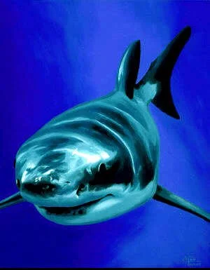 shark.jpg