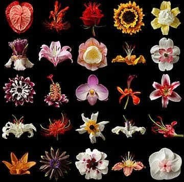 A collection of various colorful orchids against a black background.