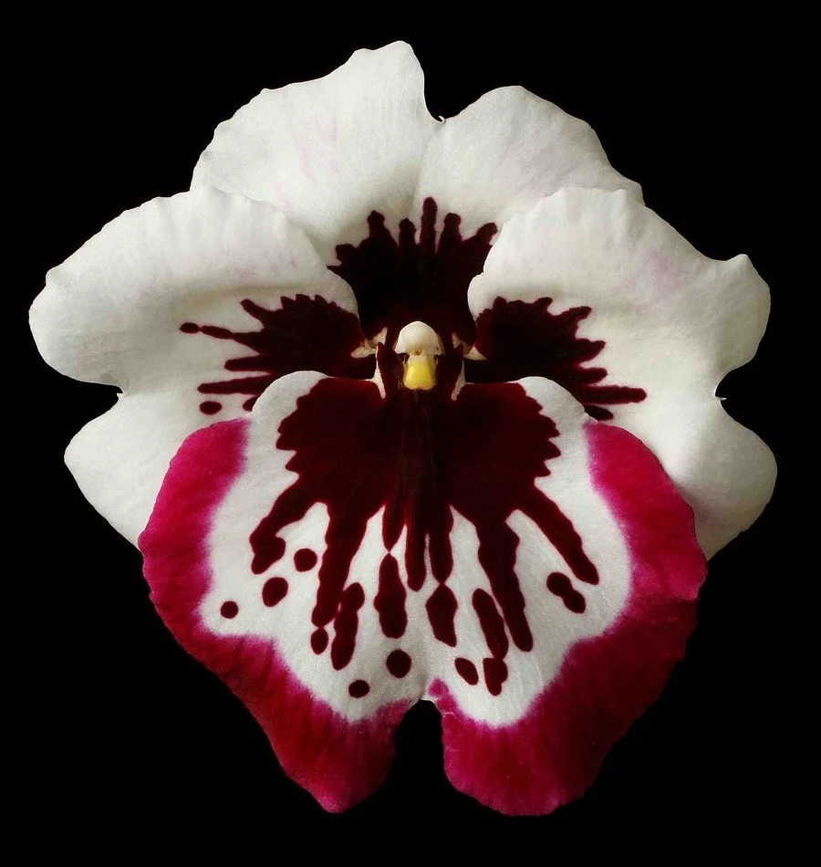 Vonflora Superflower 06.jpg