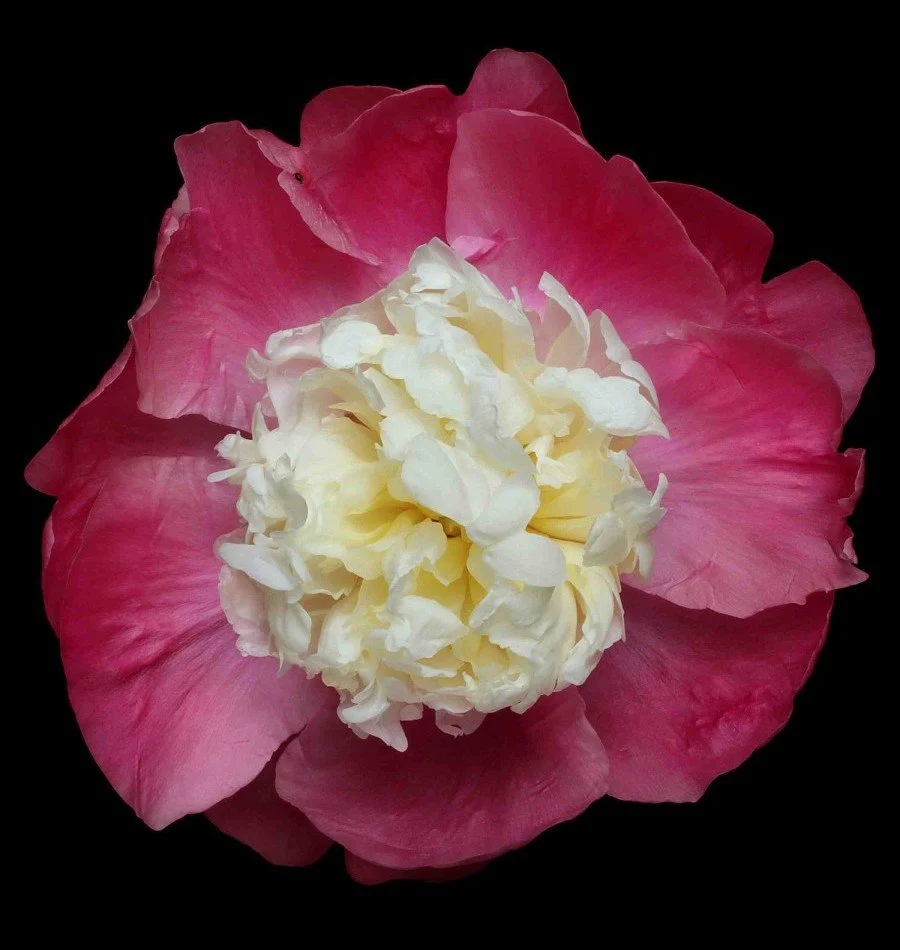 Vonflora Superflower 10.jpg