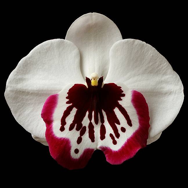 Close-up of a white and burgundy orchid flower with ruffled petals, set against a black background.