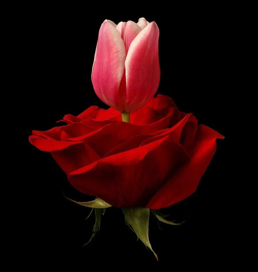 Vonflora Superflower 57.jpg