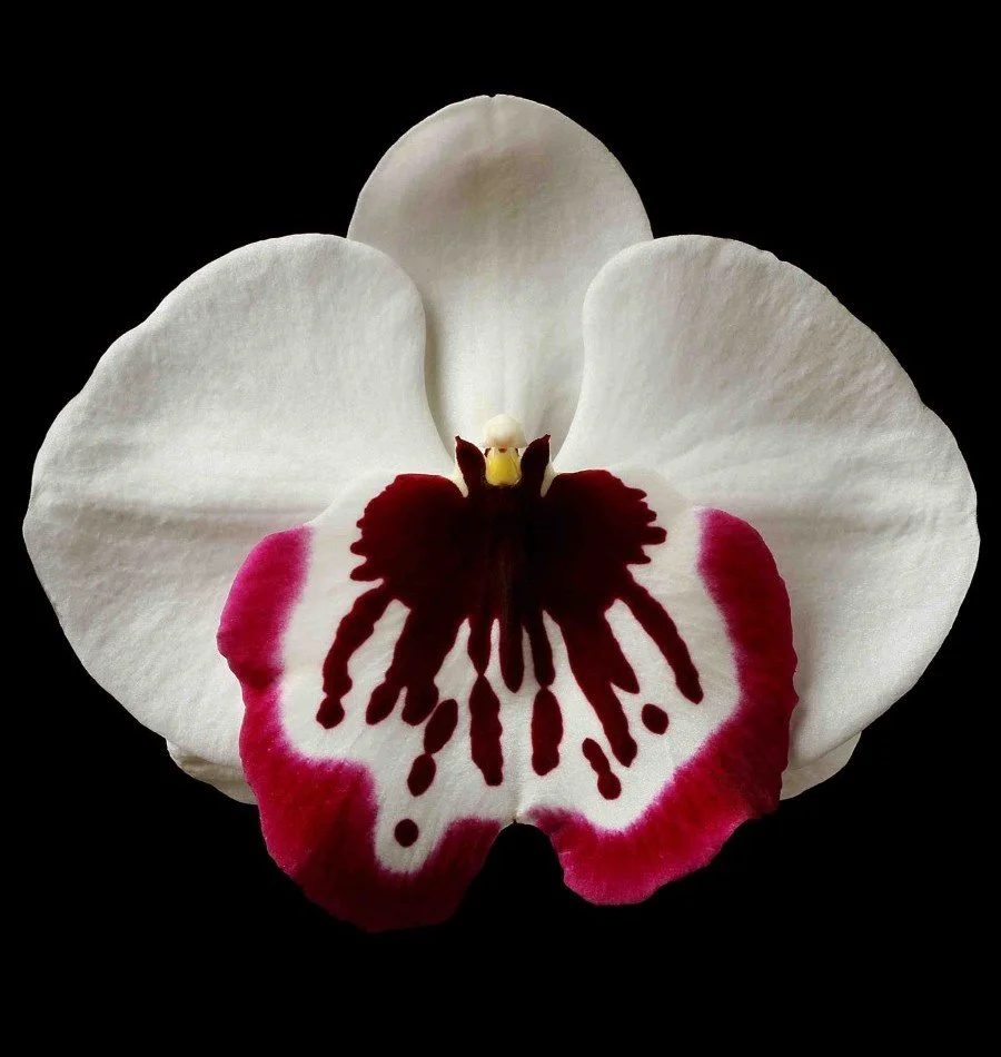 Vonflora Superflower 15.jpg