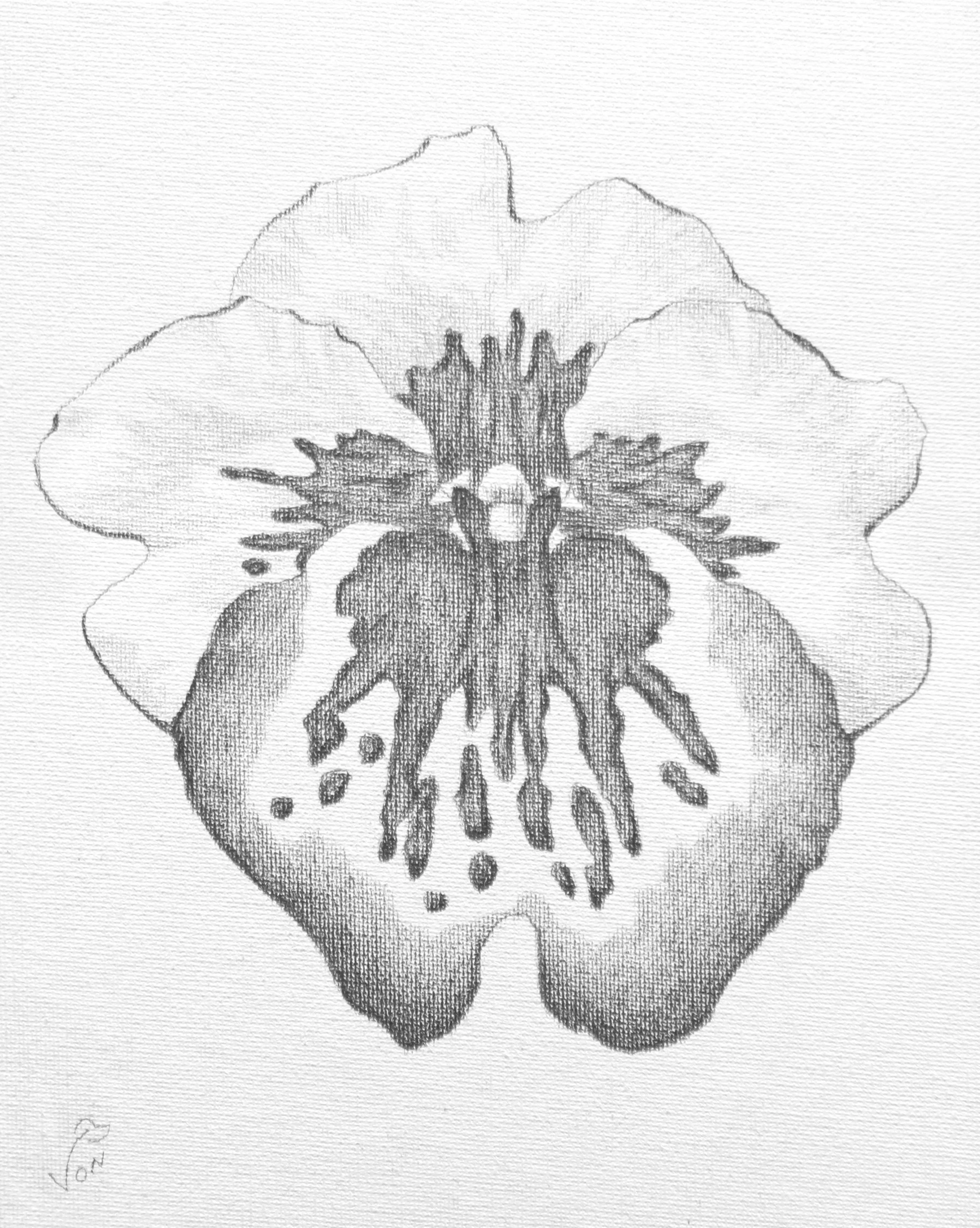Vispiritua - Original Pencil Drawing - 8x10