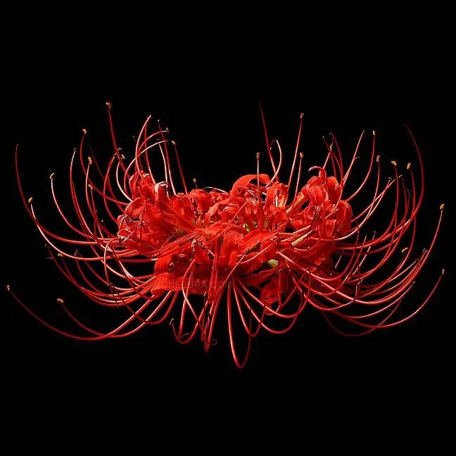 A close-up of a red spider lily flower with long stamens extending outward, set against a black background.