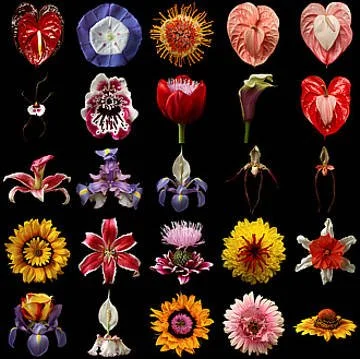 Collection of various decorated and artificial flowers and hearts against a black background.