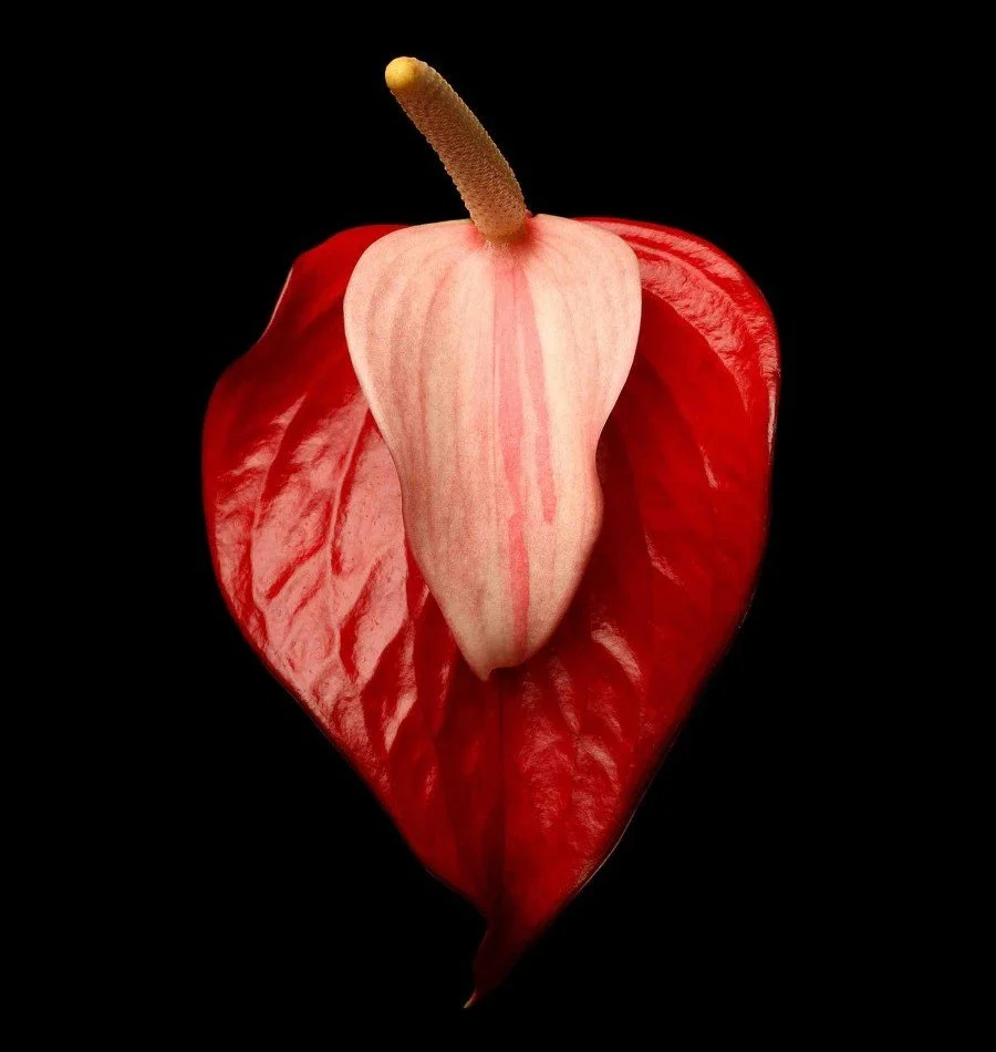 Vonflora Superflower 32.jpg