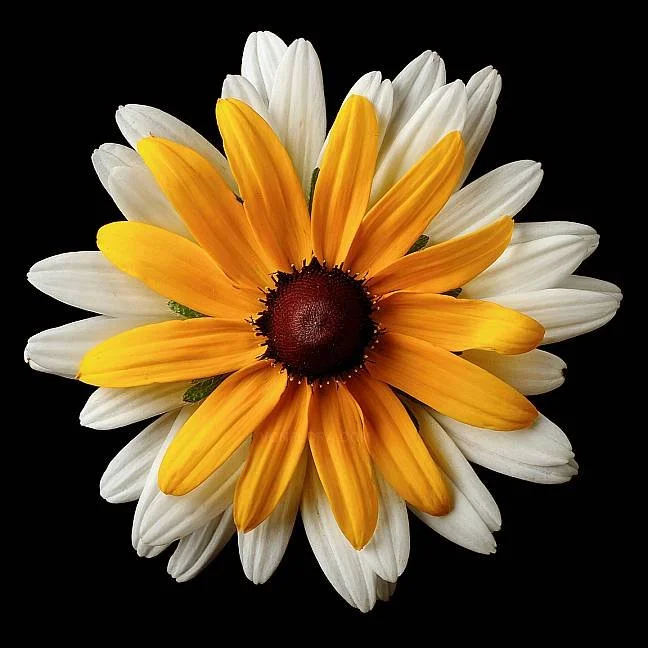 A close-up of a flower with white petals and yellow petals overlapping, with a dark red center, set against a black background.