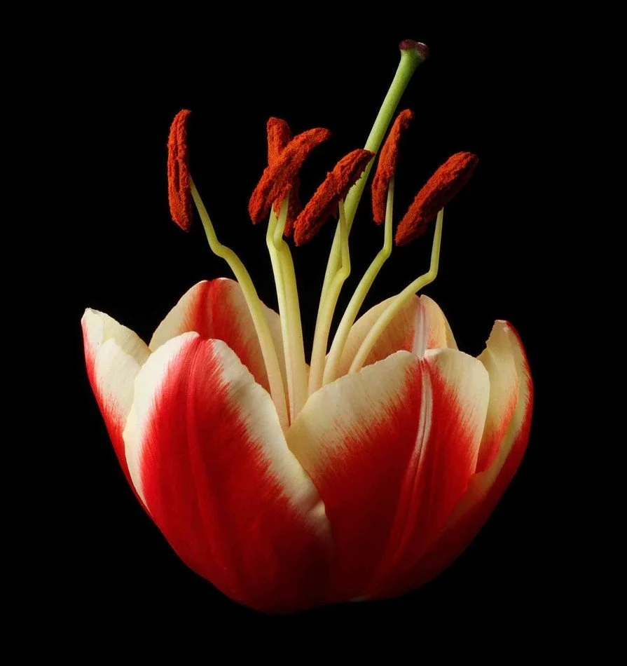 Vonflora Superflower 45.jpg