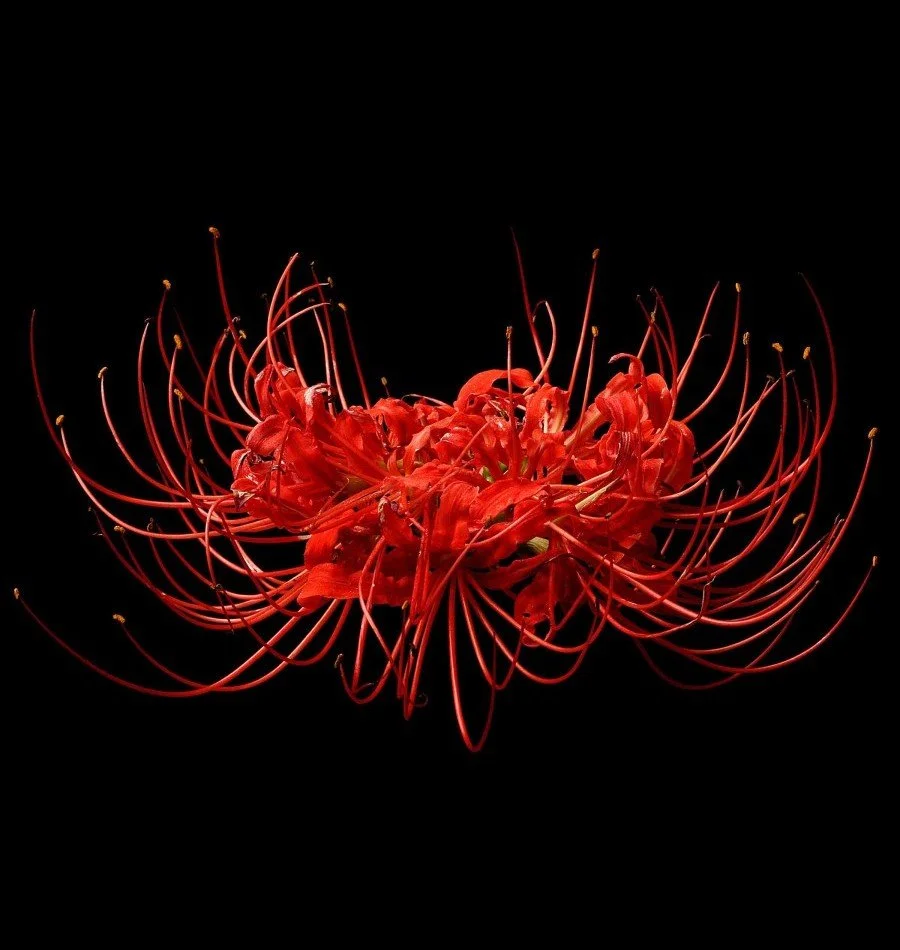 Vonflora Superflower 28.jpg