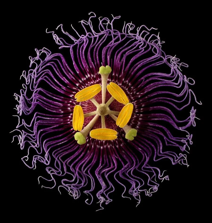 Vonflora Superflower 48.jpg