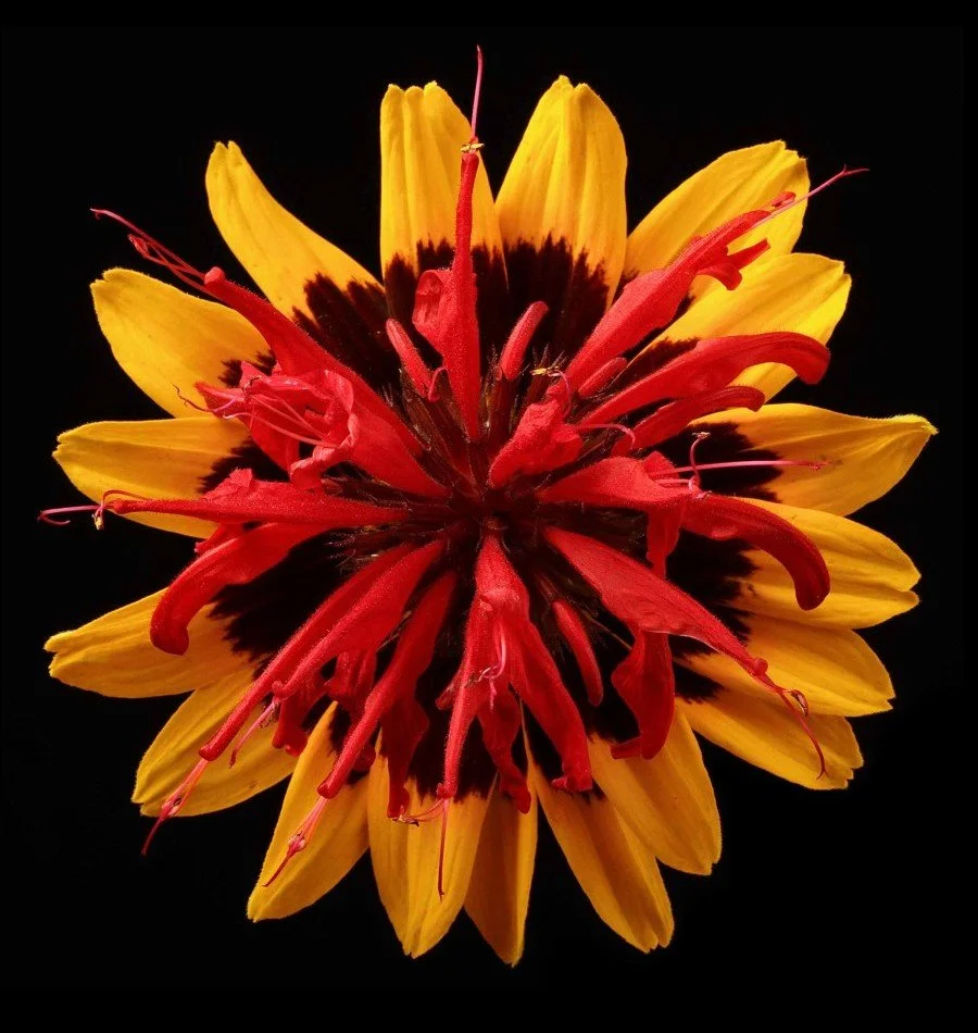 Vonflora Superflower 47.jpg