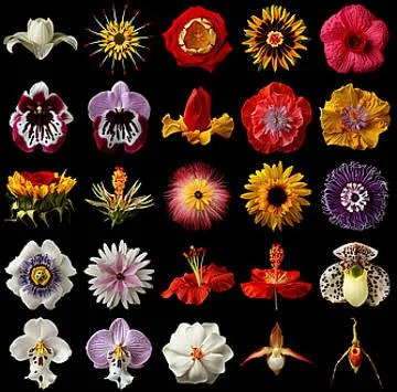A collection of various colorful flowers arranged in five rows on a black background.