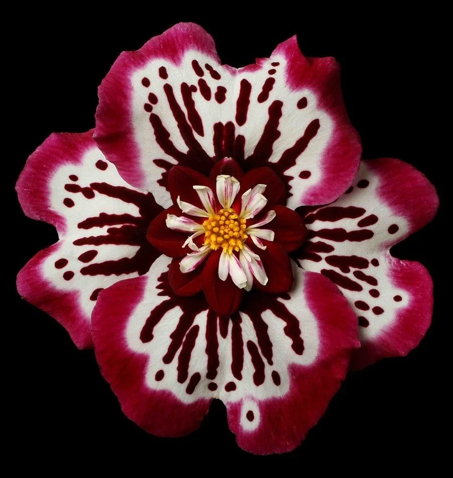 Vonflora Superflower 30.jpg