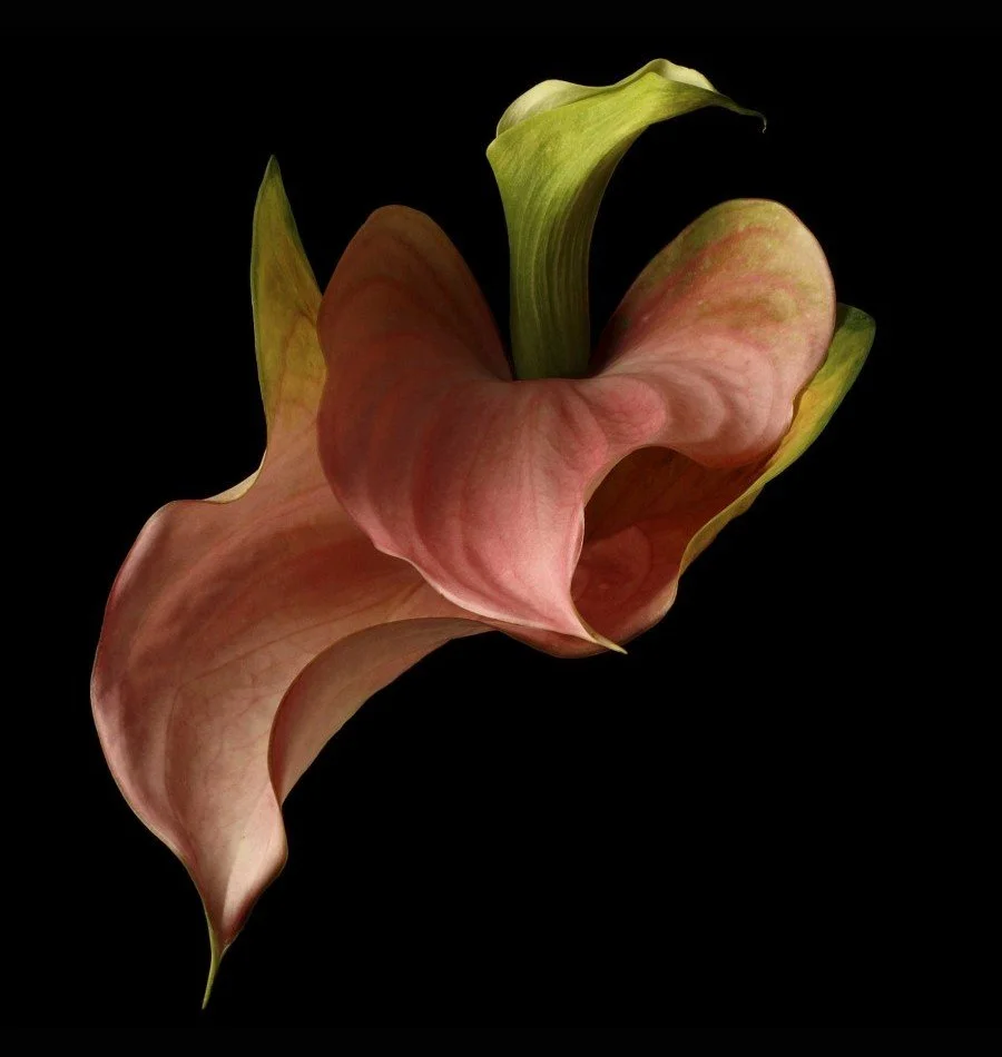 Vonflora Superflower 22.jpg