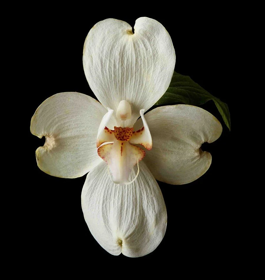 Vonflora Superflower 42.jpg