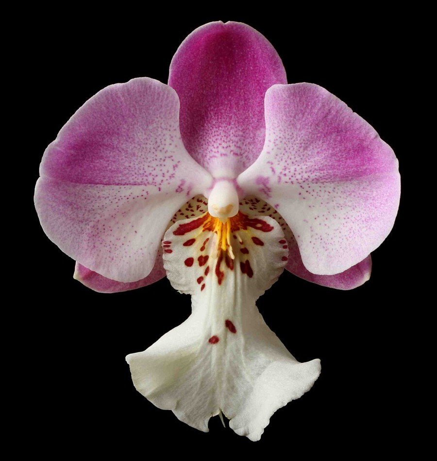 Vonflora Superflower 46.jpg