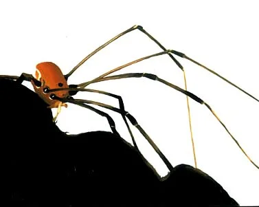 daddylonglegs.jpg