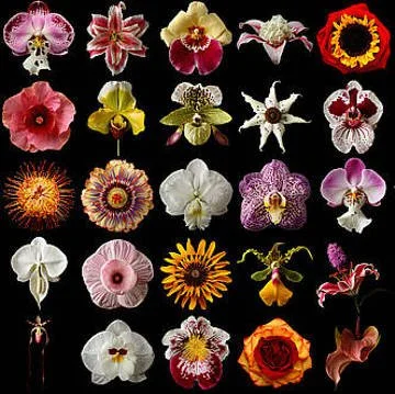 Collection of various orchid and flower blooms on a black background.