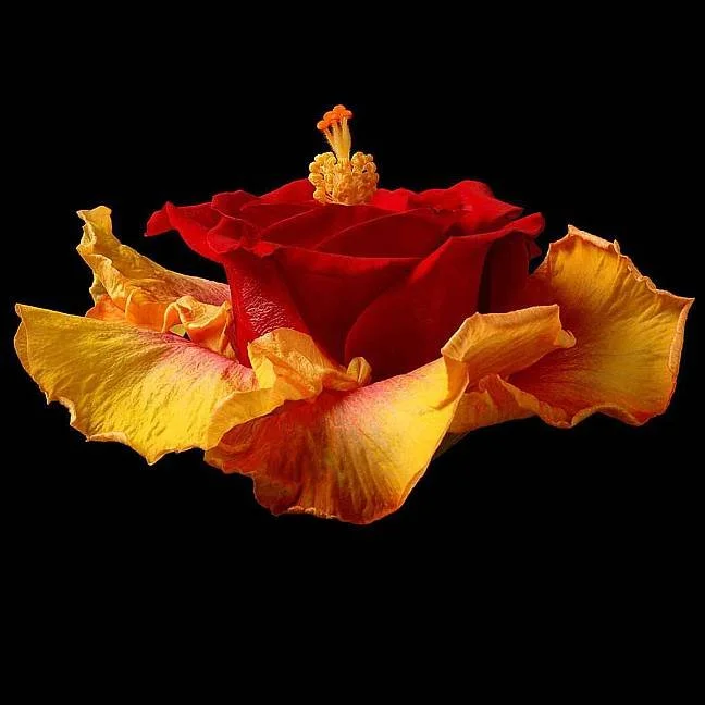 A red rose with yellow and pink petals at the base, placed on a black background.