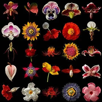 A collection of various colorful flowers presented against a black background.