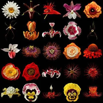 A collection of various flowers and insects arranged on a black background, including daisies, lilies, roses, and moths.