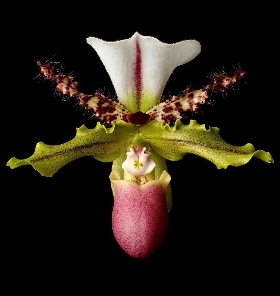 Vonflora Superflower 52.jpg